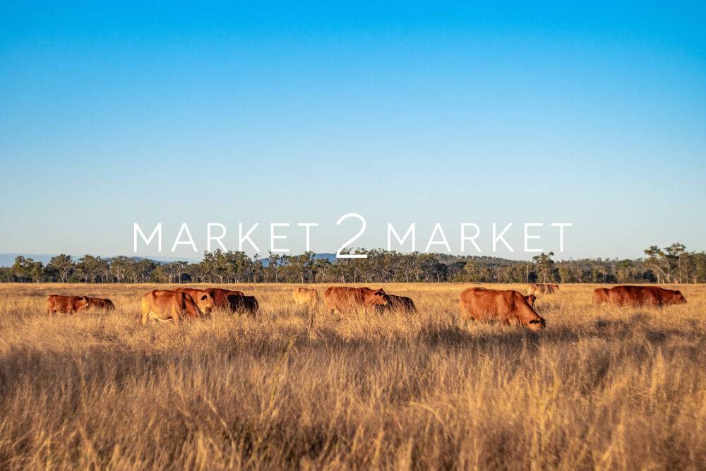 Cattle Farming - Bouldercombe - Baker's dozen of cattle