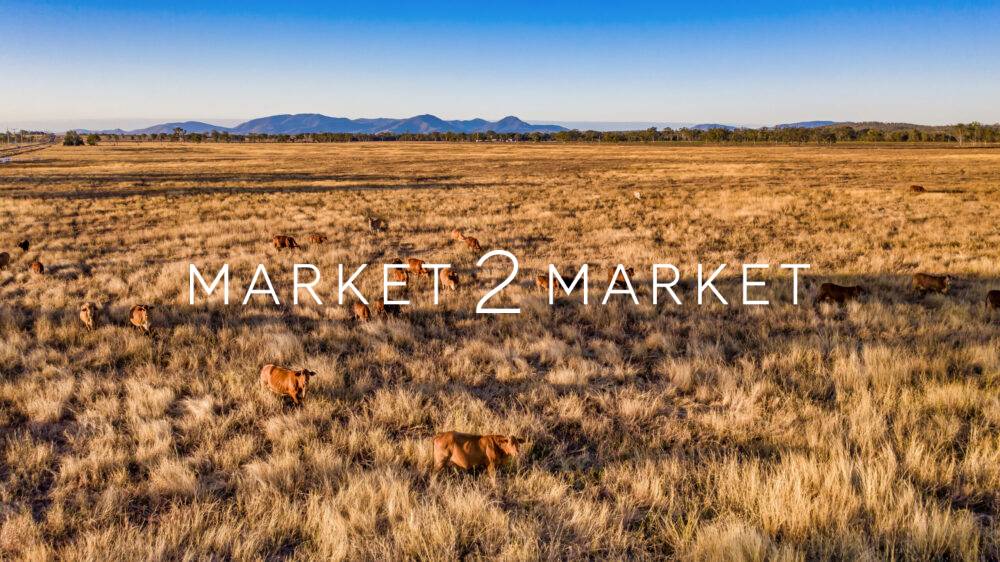 Cattle Farming - Bouldercombe - Aerial view of cattle in Mount Morgan