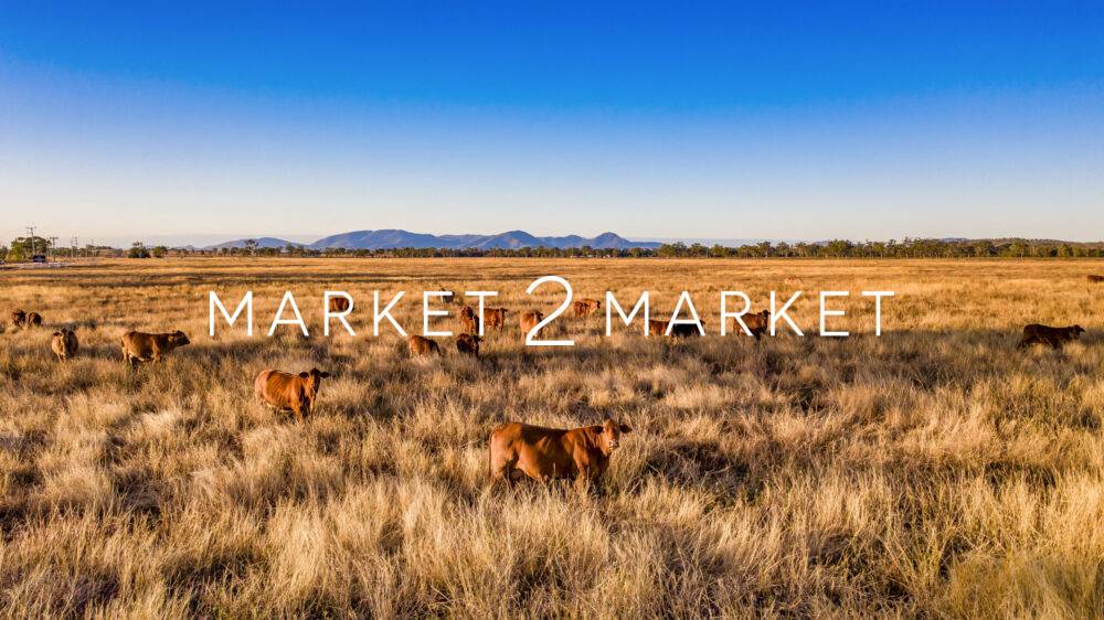 Cattle Farming - Bouldercombe - Up close with cattle in Mount Morgan