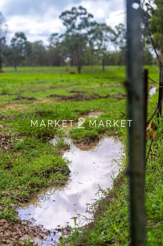 Puddle of water in soaked green grazing grass field in Kroombit