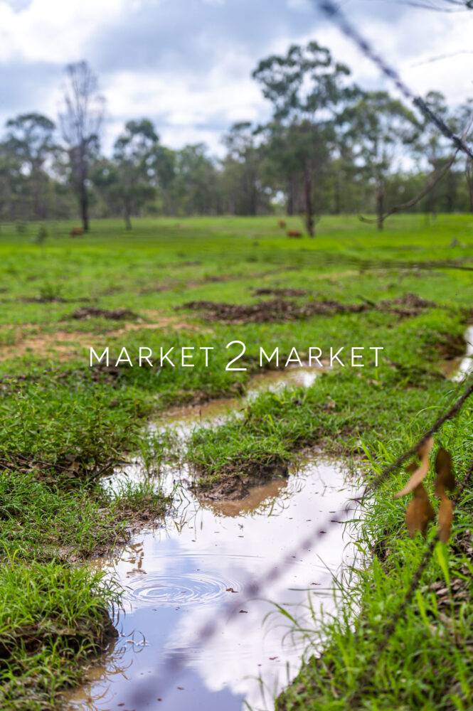 Puddle of water in soaked green grazing grass field in Kroombit