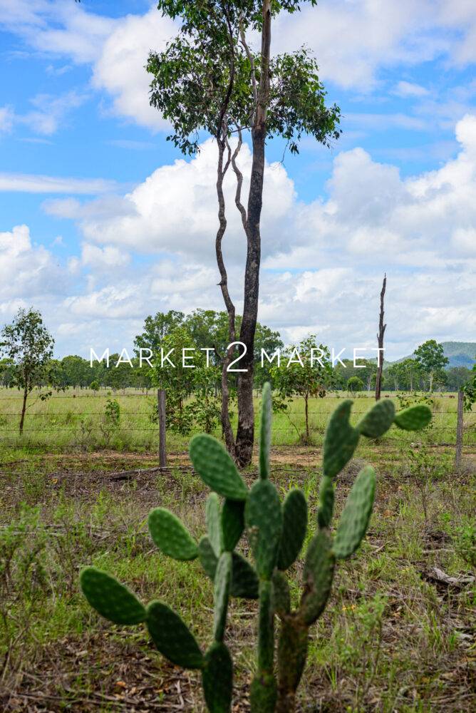 Invasive cactus amongst tall green grazing grass in Kroombit Top