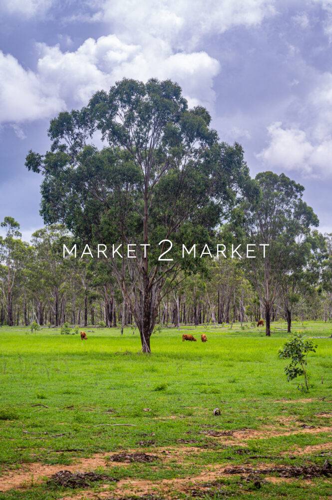Cattle grazing under a tree in Queensland