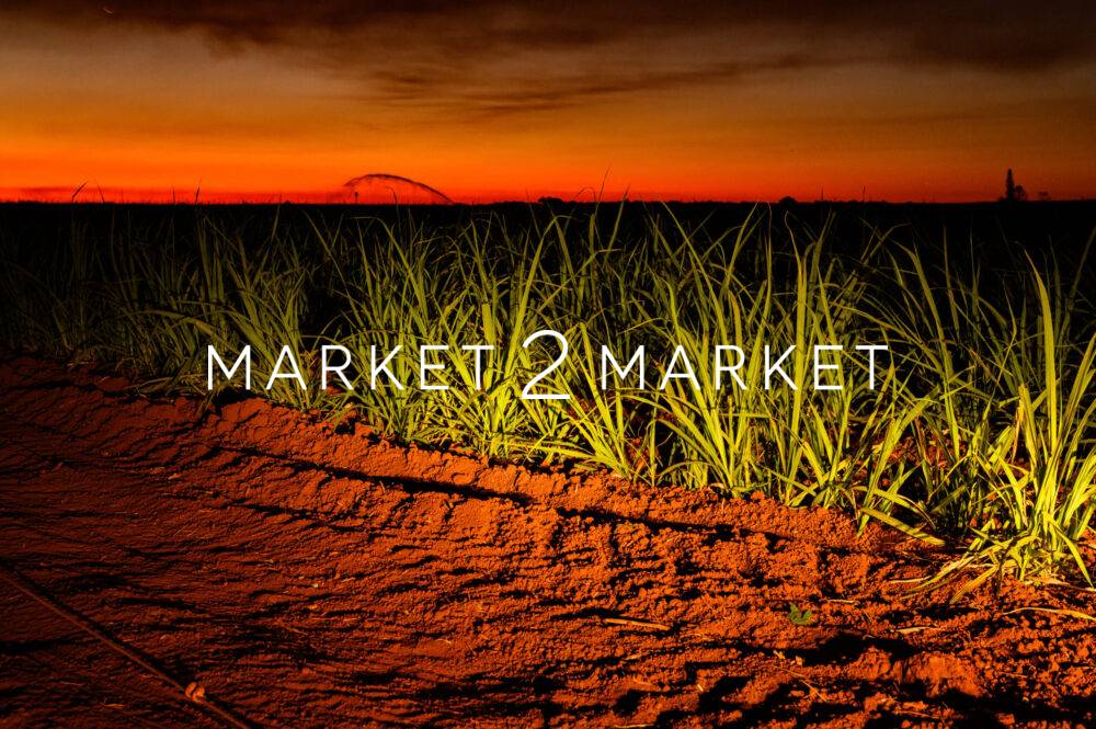 sugar cane field near bundaberg, queensland