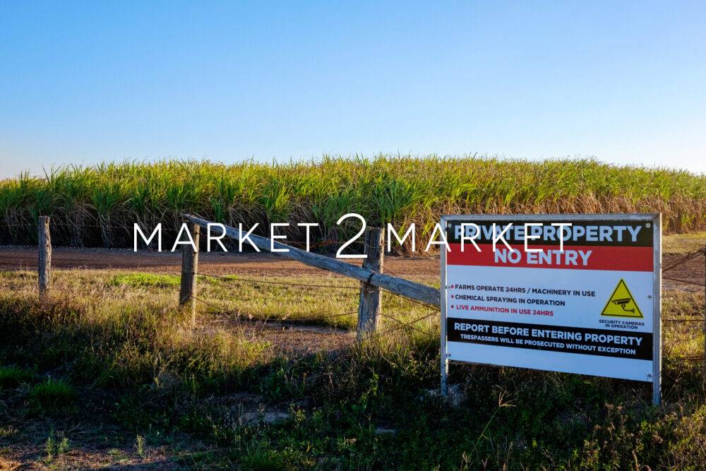 sugar cane field near bundaberg, queensland