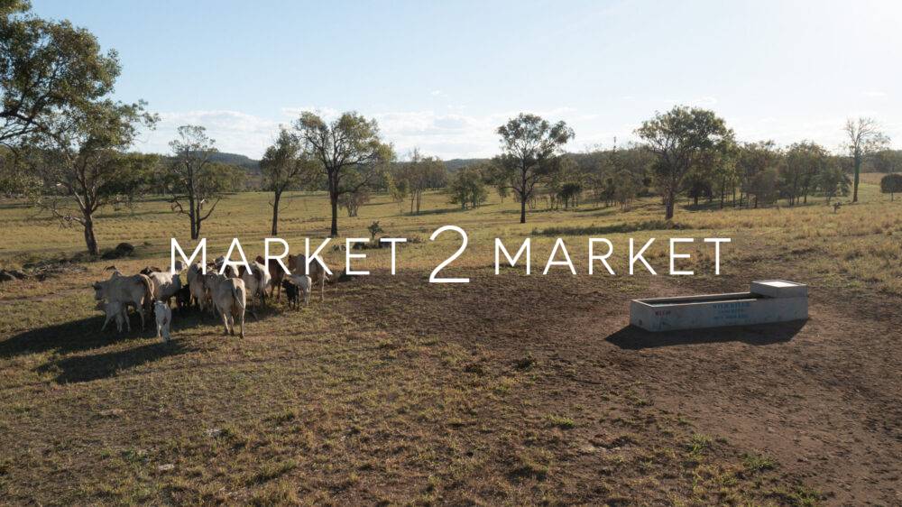 Aerial View of Cattle in a Paddock, Central Queensland