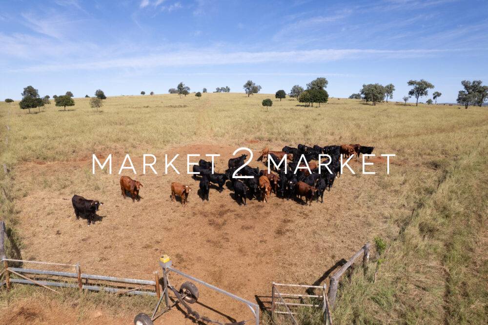 Aerial View of Beef Cattle gathering at Farm Gate, Central Queensland