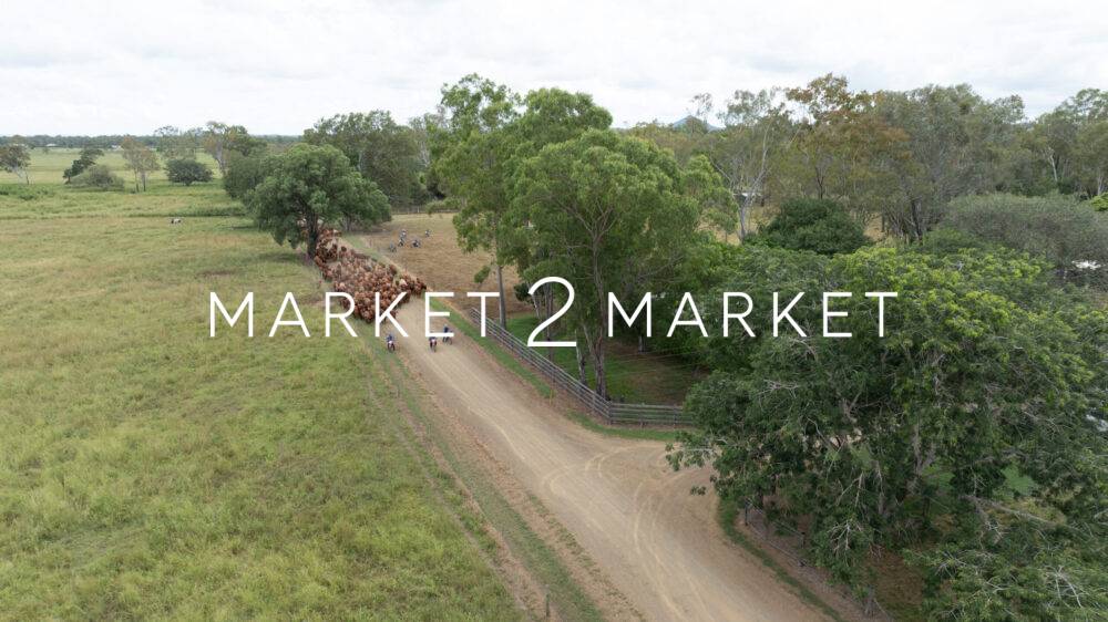 Aerial View of Cattle on a Country Road, Central Queenland