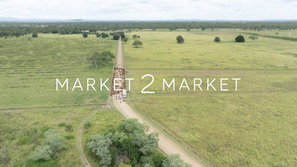Aerial View of Cattle on a Country Road, Central Queenland