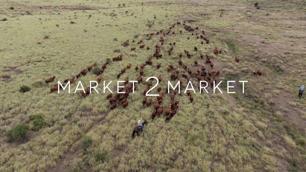 Aerial View of Cattle in a Field, Central Queensland