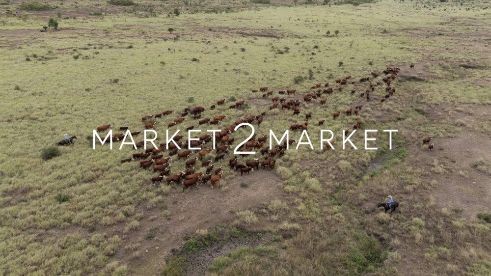 Aerial View of Cattle in a Field, Central Queensland