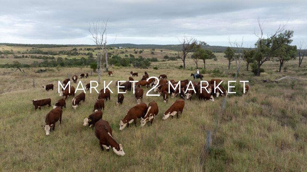 Aerial View of Cattle in a Field, Central Queensland