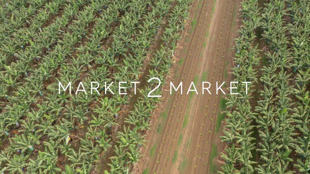 Aerial View of Rows of Crops in Agricultural Fields, North Queensland