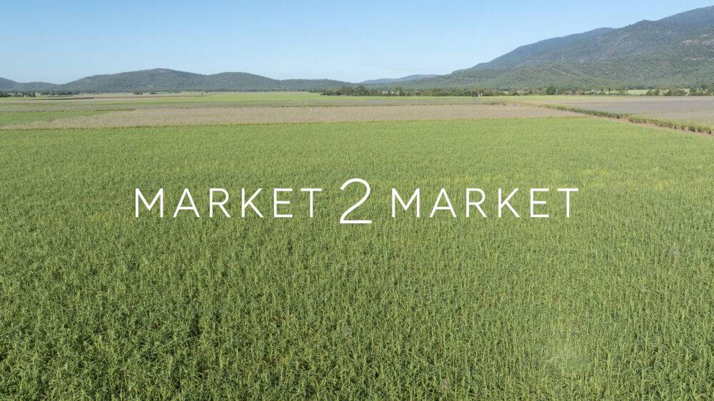 Aerial View of sugarcane fields in the Mackay region